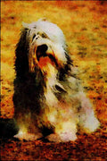 771043 Bearded Collie A4 Limited Edition Watercolour Print
