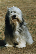 771043 Bearded Collie A4 Photo Print