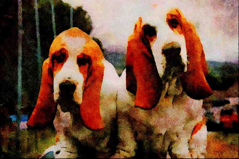 771044 Basset Hounds A4 Limited Edition Watercolour Print