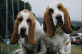 771044 Basset Hounds A4 Photo Print