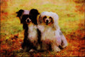 771045 Chinese Crested, Powder Puffs A4 Limited Edition Watercolour Print