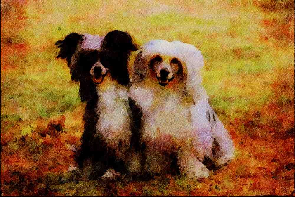771045 Chinese Crested, Powder Puffs A4 Limited Edition Watercolour Print