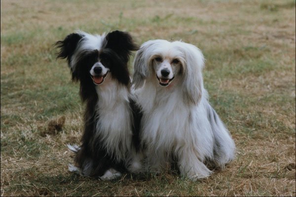771045 Chinese Crested, Powder Puffs A4 Photo Print