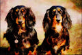 771046 Long Haired Dachshunds A4 Limited Edition Watercolour Print
