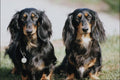 771046 Long Haired Dachshunds A4 Photo Print