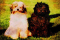 771047 Tibetan Terriers A4 Limited Edition Watercolour Print