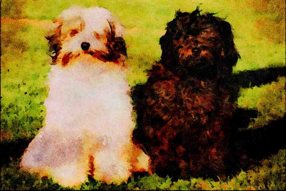 771047 Tibetan Terriers A4 Limited Edition Watercolour Print