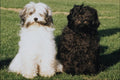 771047 Tibetan Terriers A4 Photo Print