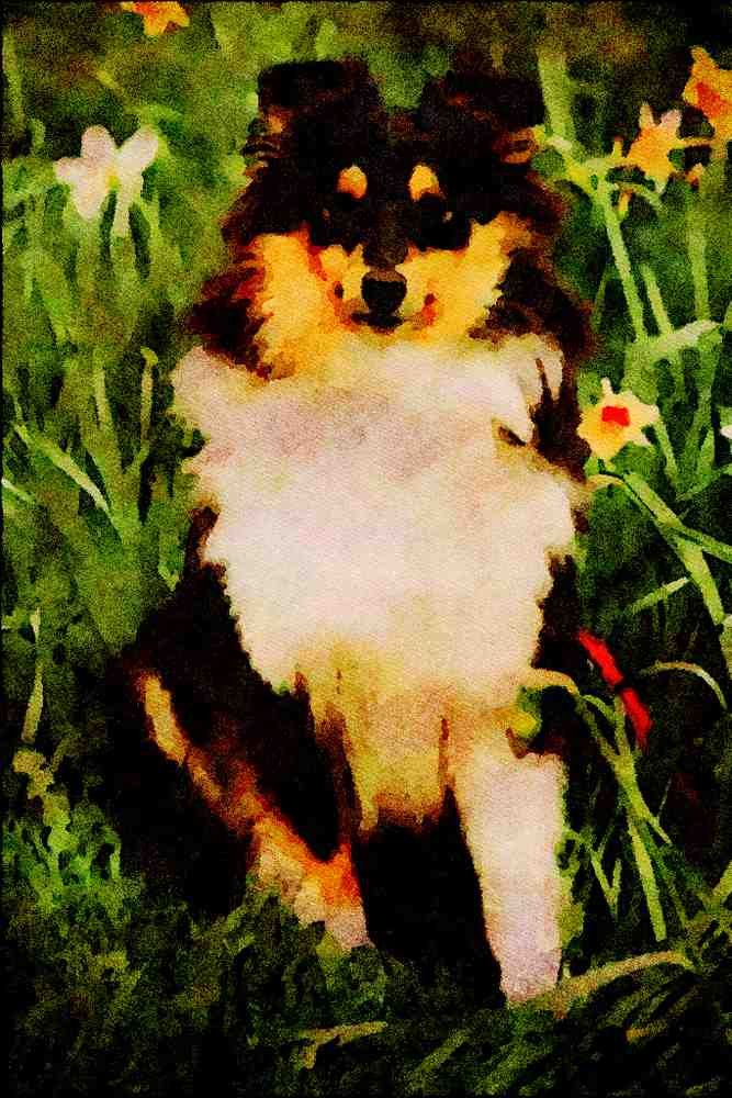 771048 Shetland Sheepdog A4 Limited Edition Watercolour Print