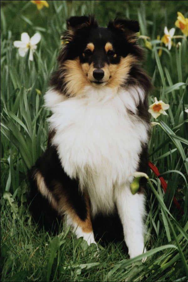 771048 Shetland Sheepdog A4 Photo Print