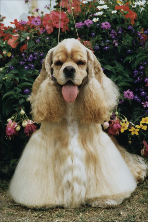 771049 American Cocker Spaniel, Champion A4 Photo Print