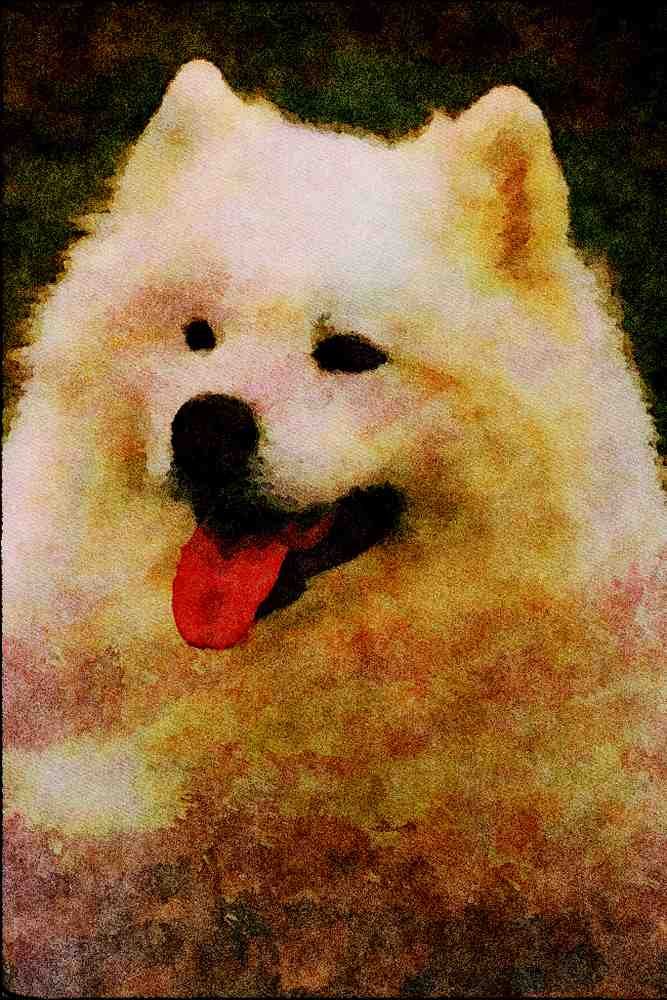 771050 Samoyed A4 Limited Edition Watercolour Print