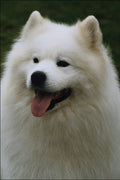 771050 Samoyed A4 Photo Print