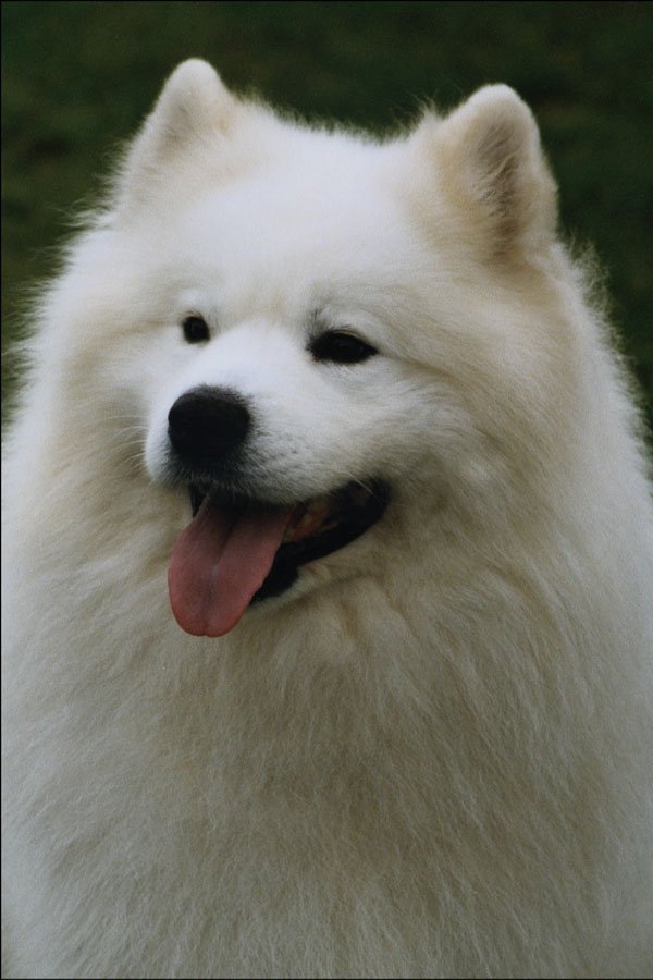 771050 Samoyed A4 Photo Print