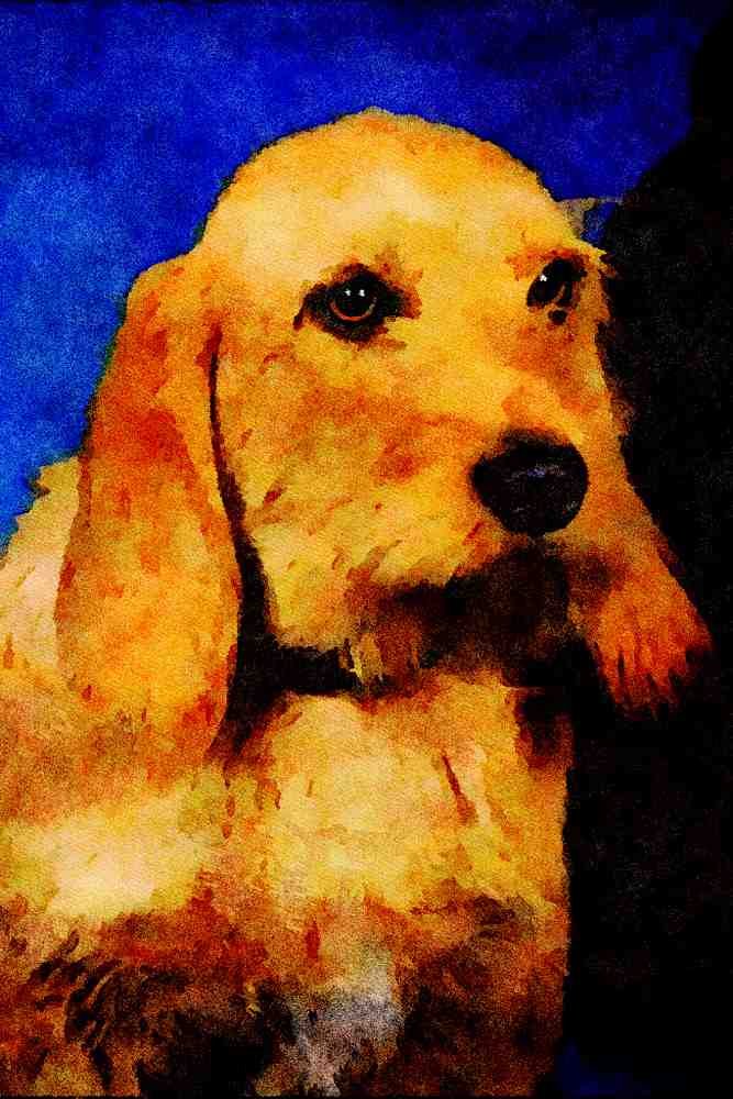 771051 Basset Fauve De Bretagne A4 Limited Edition Watercolour Print