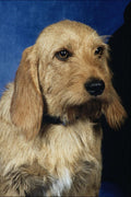 771051 Basset Fauve De Bretagne A4 Photo Print