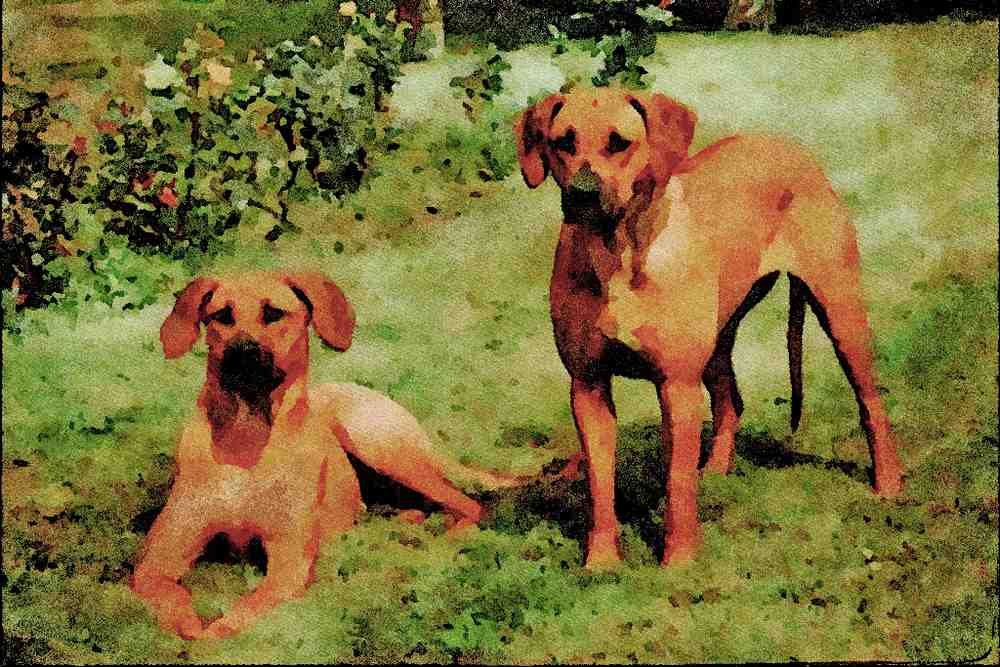 771052 Rhodesian Ridgebacks A4 Limited Edition Watercolour Print