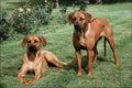 771052 Rhodesian Ridgebacks A4 Photo Print