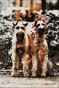 771053 Irish Terriers A4 Limited Edition Watercolour Print