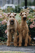 771053 Irish Terriers A4 Photo Print
