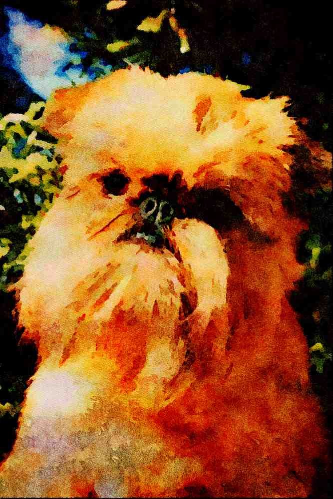 771054 Brussels Griffon A4 Limited Edition Watercolour Print