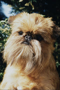 771054 Brussels Griffon A4 Photo Print