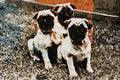 771055 Pug Puppies A4 Limited Edition Watercolour Print