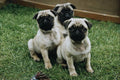 771055 Pug Puppies A4 Photo Print