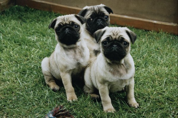 771055 Pug Puppies A4 Photo Print
