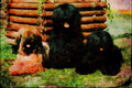 771056 Tibetan Terriers A4 Limited Edition Watercolour Print