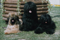 771056 Tibetan Terriers A4 Photo Print