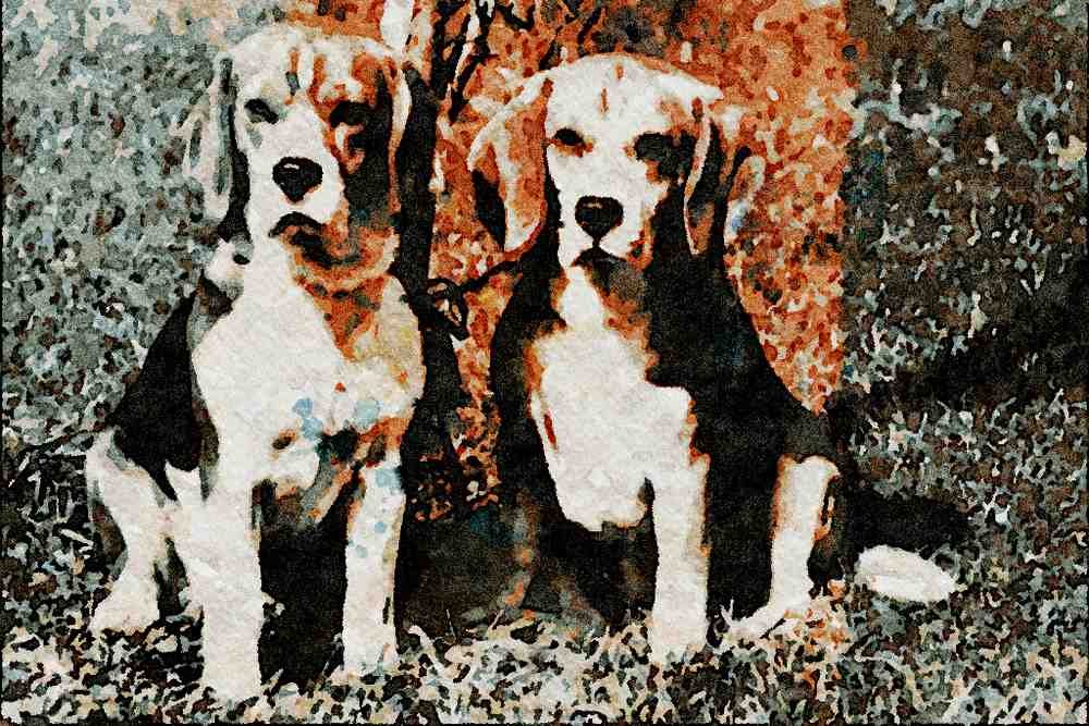 771057 Beagles A4 Limited Edition Watercolour Print