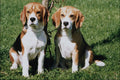 771057 Beagles A4 Photo Print