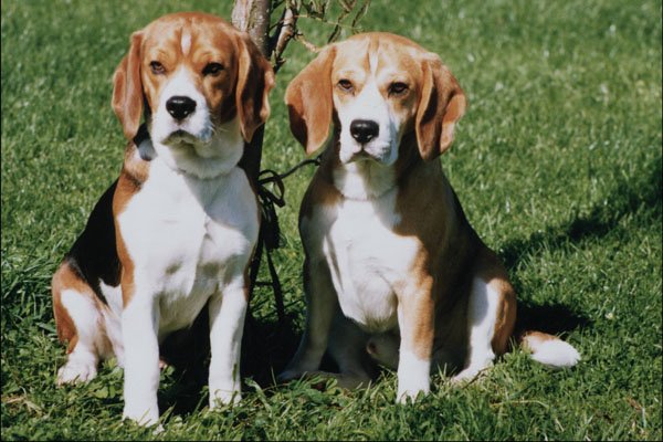 771057 Beagles A4 Photo Print