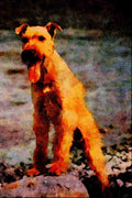 771058 Irish Terrier A4 Limited Edition Watercolour Print