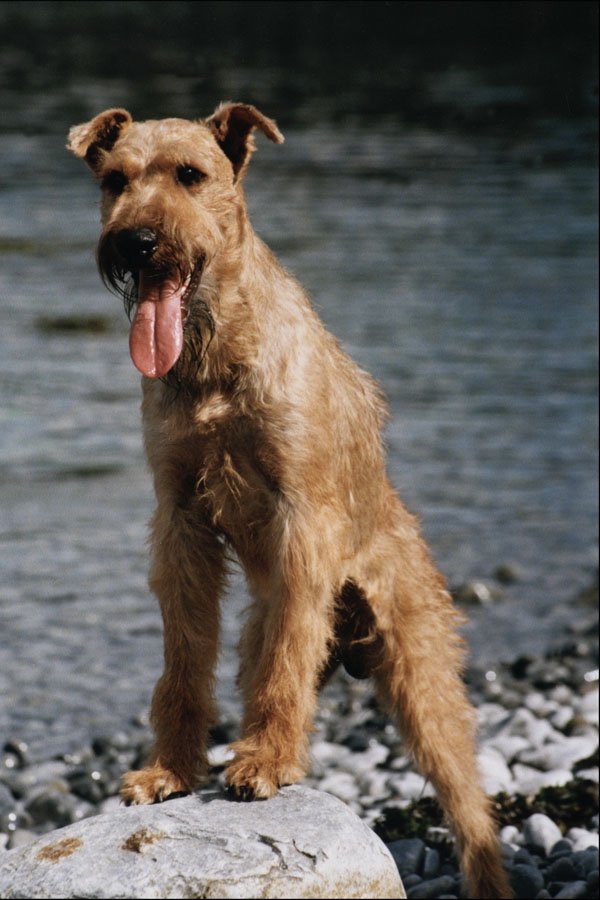 771058 Irish Terrier A4 Photo Print
