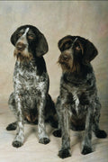 771059 German Wirehaired Pointers A4 Photo Print
