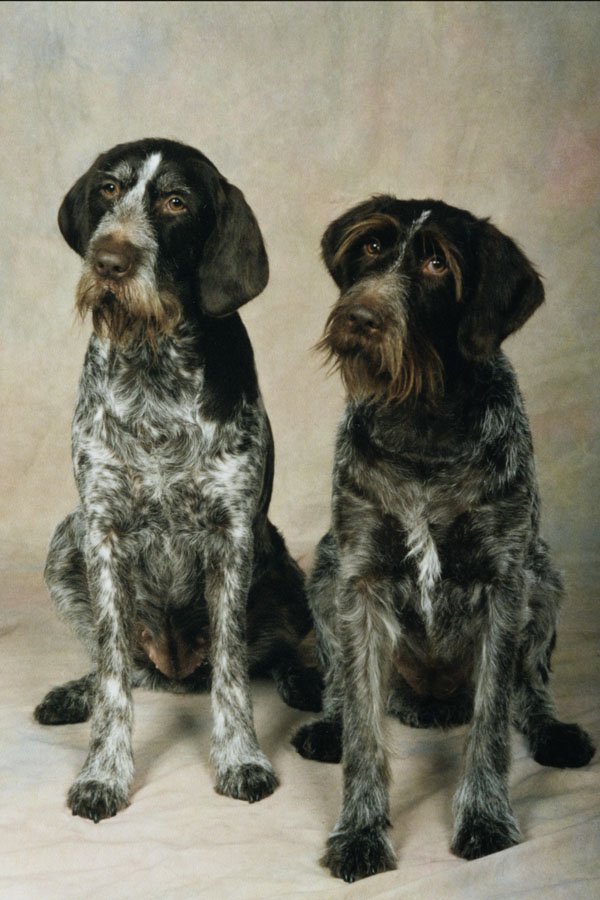 771059 German Wirehaired Pointers A4 Photo Print