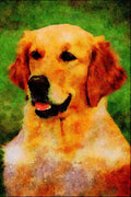 771060 Golden Retriever A4 Limited Edition Watercolour Print