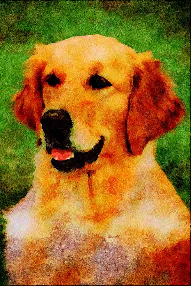 771060 Golden Retriever A4 Limited Edition Watercolour Print