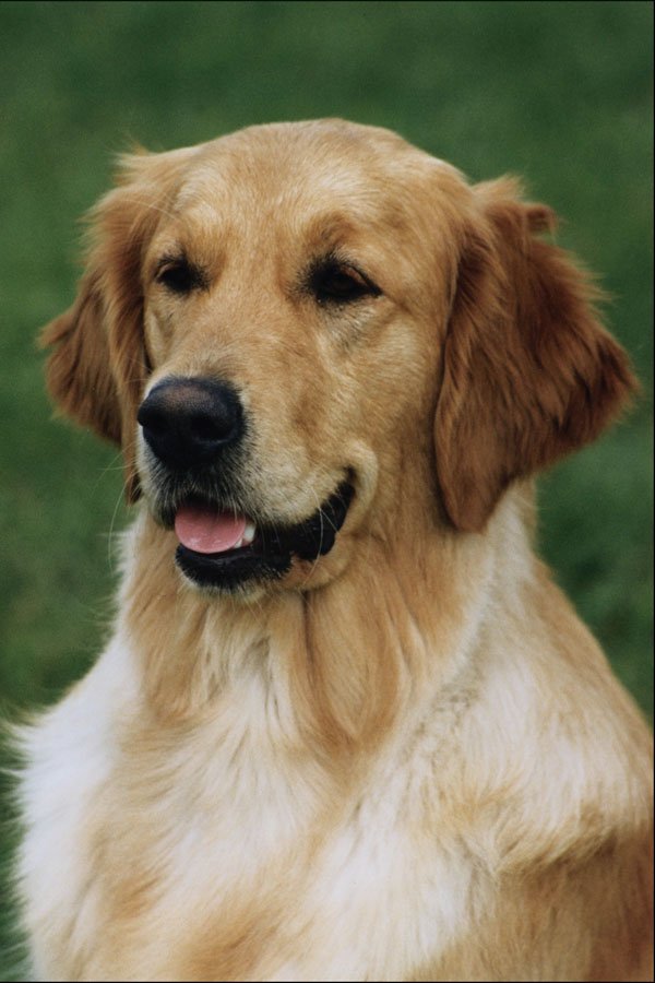 771060 Golden Retriever A4 Photo Print