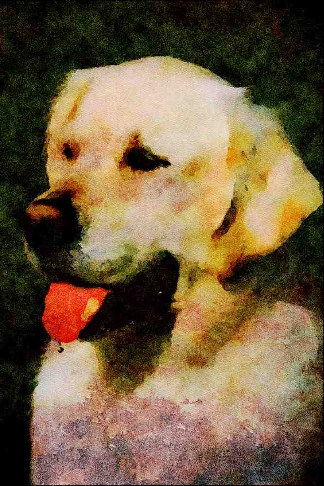 771061 Golden Retriever A4 Limited Edition Watercolour Print