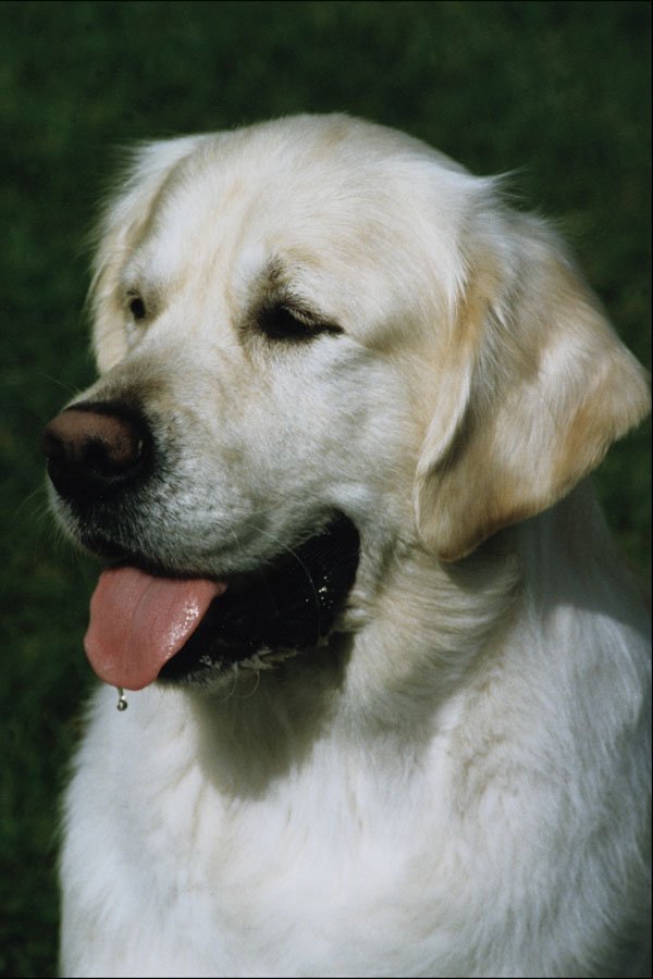771061 Golden Retriever A4 Photo Print
