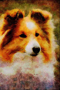 771062 Shetland Sheepdog A4 Limited Edition Watercolour Print
