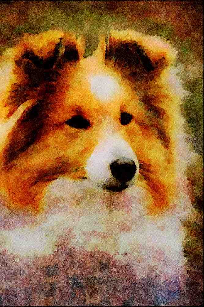 771062 Shetland Sheepdog A4 Limited Edition Watercolour Print