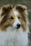 771062 Shetland Sheepdog A4 Photo Print