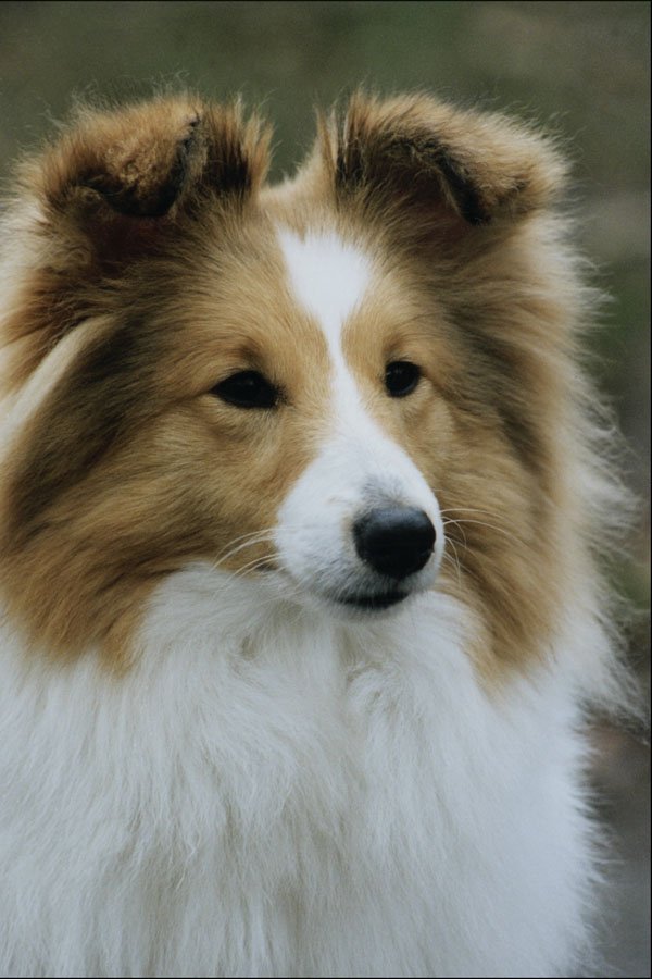 771062 Shetland Sheepdog A4 Photo Print