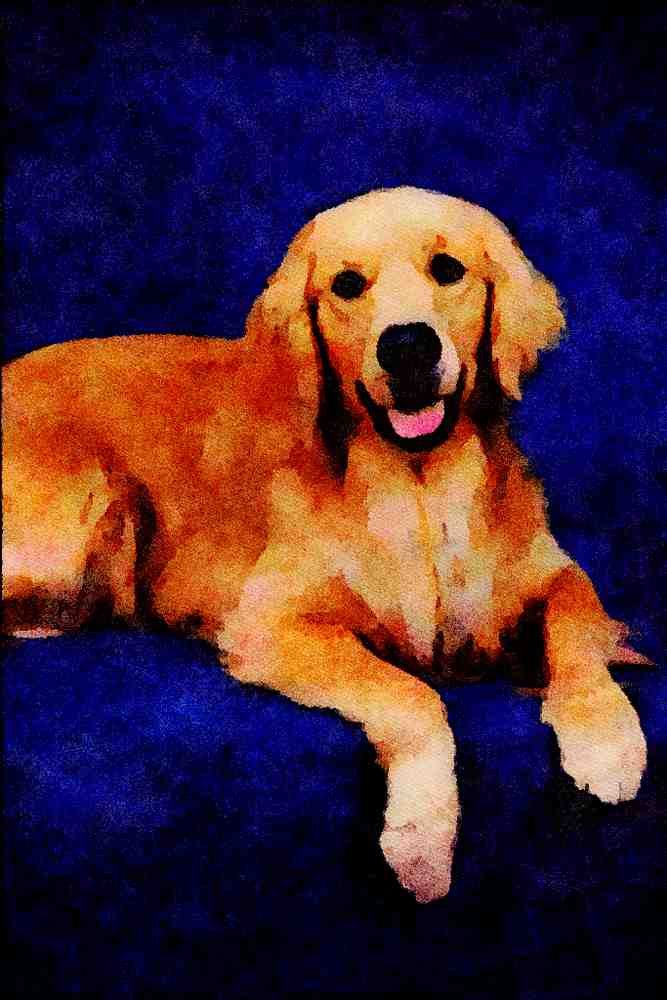 771063 Golden Retriever A4 Limited Edition Watercolour Print