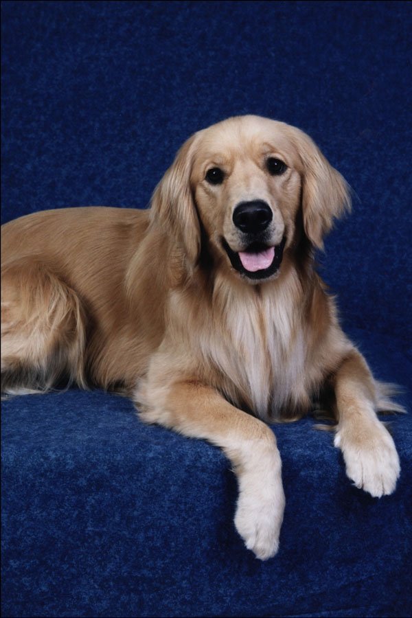 771063 Golden Retriever A4 Photo Print