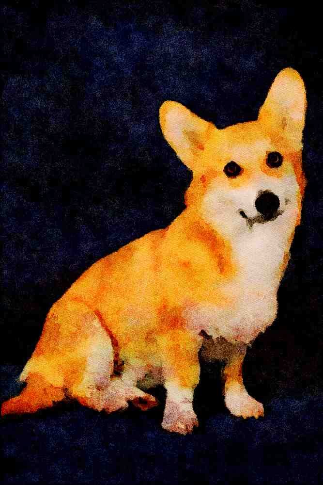 771064 Welsh Corgi A4 Limited Edition Watercolour Print